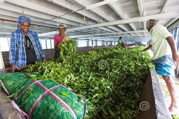 Tea Plucking & Pedro Factory Tour from Nuwara Eliya — Hands-On Ceylon Tea Experience photo 3