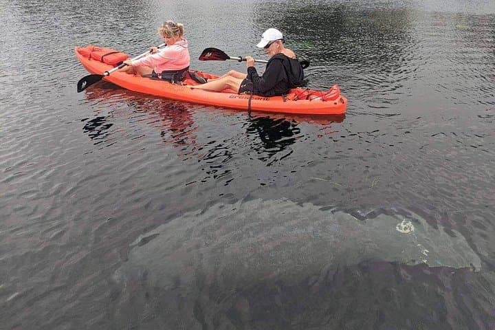 Crystal River 4-Hour Tandem Kayak Rental — Paddle with Manatees and Coastal Wildlife photo 2