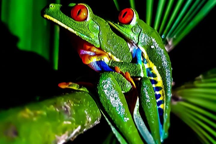 Rio Celeste Night Walk at Tenorio Volcano — Guided Nocturnal Wildlife Experience photo 5