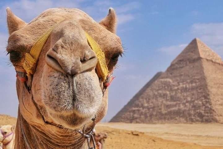 Sunset Camel Ride Around the Giza Pyramids: What to Expect photo 3