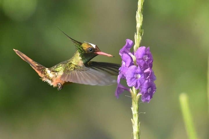 Birding in Uvita Rainforest: Guided Tour to Spot Toucans, Monkeys & Sloths