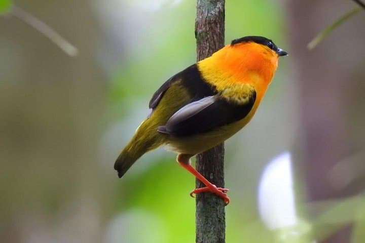 Birding in Uvita Rainforest: Guided Tour to Spot Toucans, Monkeys & Sloths photo 2