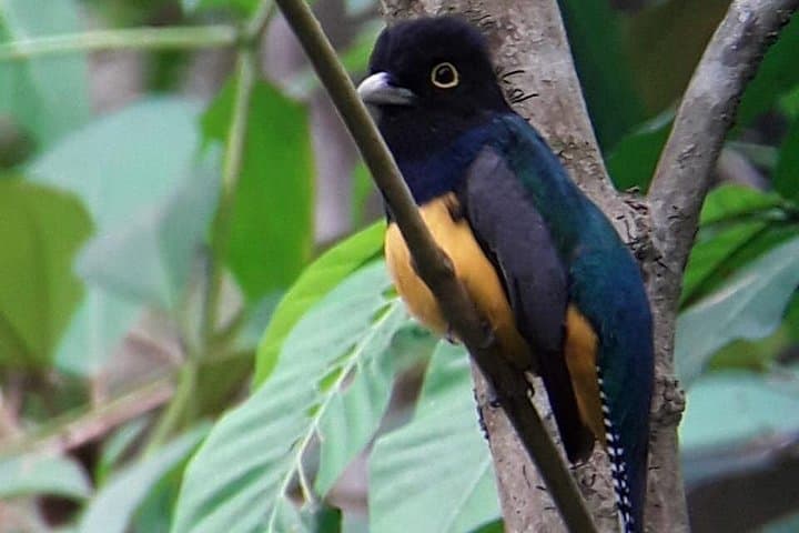 Birding in Uvita Rainforest: Guided Tour to Spot Toucans, Monkeys & Sloths photo 3