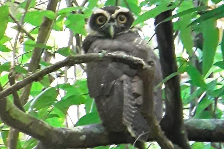 Birding in Uvita Rainforest: Guided Tour to Spot Toucans, Monkeys & Sloths photo 4