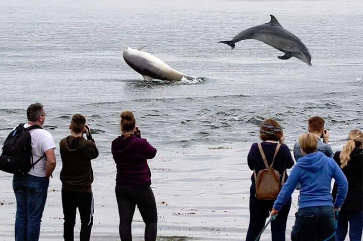 Legendary Black Isle Tour from Inverness & Invergordon — Priory, Distillery, Dolphins