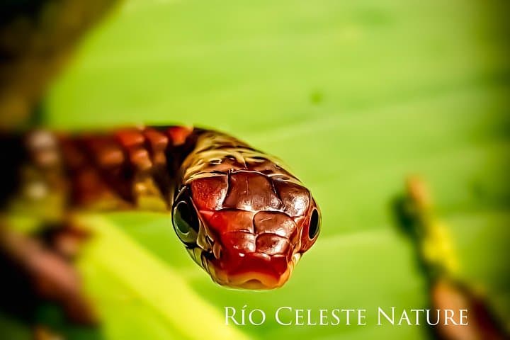 Rio Celeste Night Walk at Tenorio Volcano — Guided Nocturnal Wildlife Experience photo 3