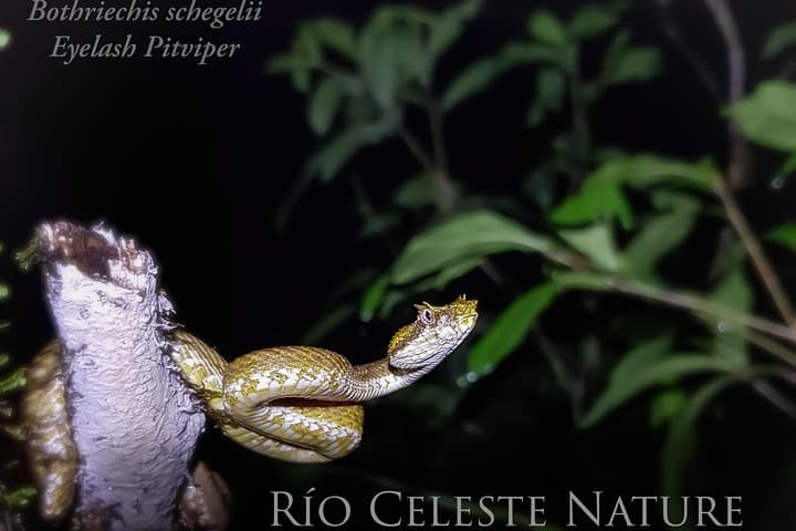 Rio Celeste Night Walk at Tenorio Volcano — Guided Nocturnal Wildlife Experience photo 4