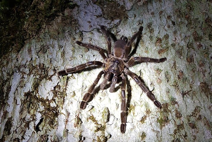 Rio Celeste Night Walk at Tenorio Volcano — Guided Nocturnal Wildlife Experience photo 6