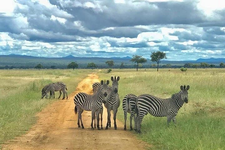 3-Day Mikumi National Park Safari: Southern Circuit Game Drives from Dar es Salaam