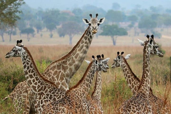 5-Day Mikumi & Ruaha Safari — Private Game Drives, Walking Safaris & Night Drives photo 4