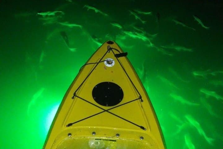 Glass-Bottom LED Kayak Night Tour in St. Pete Beach: Fish Feeding & Mangrove Bird Island photo 6