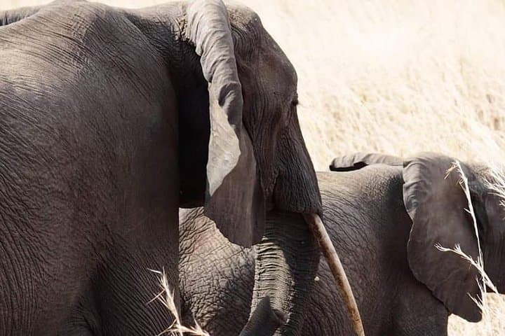 Morogoro to Mikumi: Full-Day Safari in Mikumi National Park