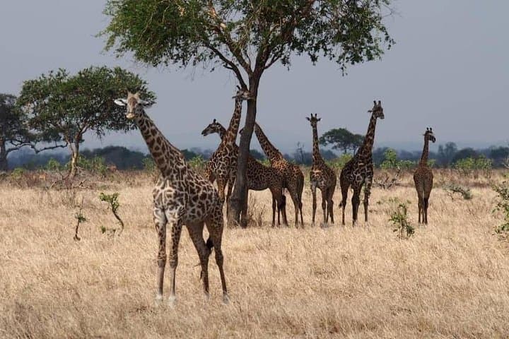 Morogoro to Mikumi: Full-Day Safari in Mikumi National Park photo 2
