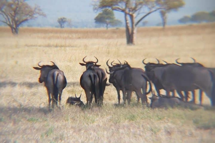 Morogoro to Mikumi: Full-Day Safari in Mikumi National Park photo 3