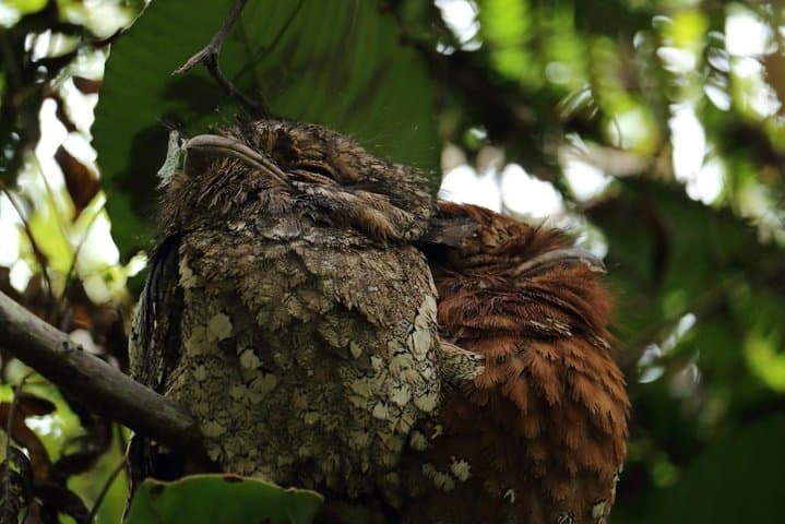 Kitulgala Birdwatching Forest Walk — Makandawa Reserve Half-Day Tour photo 4