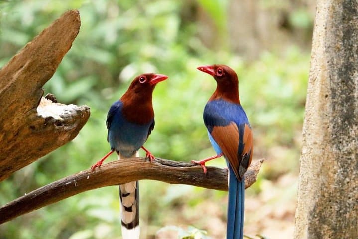 Kitulgala Birdwatching Forest Walk — Makandawa Reserve Half-Day Tour photo 2