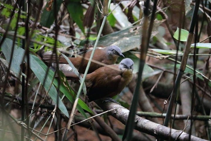 Kitulgala Birdwatching Forest Walk — Makandawa Reserve Half-Day Tour photo 5