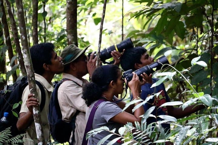 Sinharaja Rainforest Birdwatching Day Hike — Endemic Birds & Elusive Wildlife photo 3