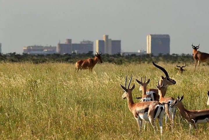 Nairobi National Park Safari: City-Edge Wildlife Adventure with Elephant Orphanage photo 3