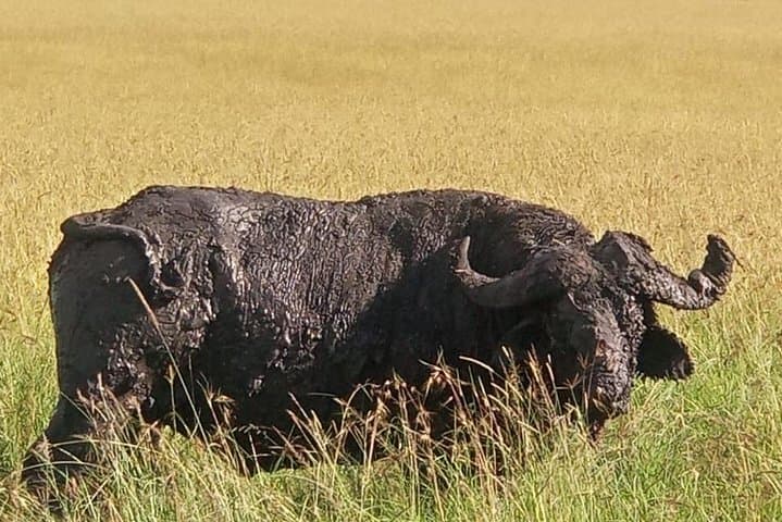 2-Day Maasai Mara Camping Safari — Big Five Game Drives & Rift Valley Views photo 3