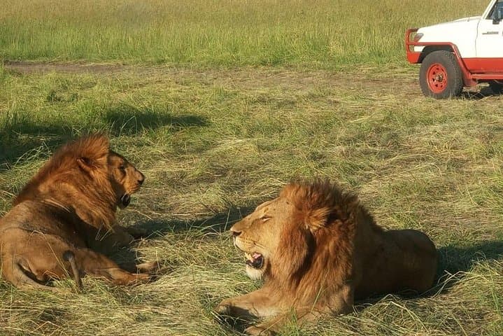 2-Day Maasai Mara Camping Safari — Big Five Game Drives & Rift Valley Views photo 4