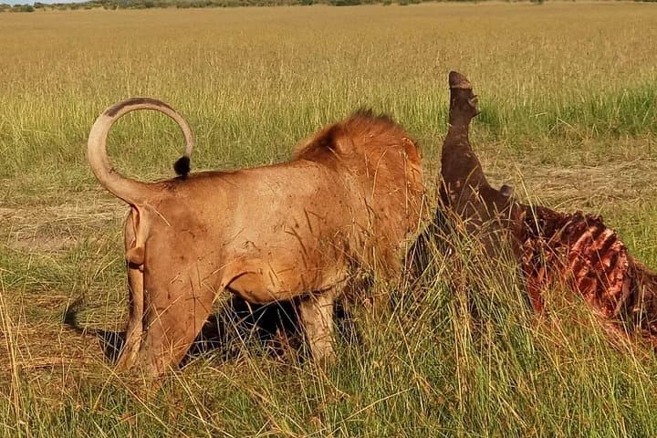 5-Day Camping Safari from Nairobi: Lake Manyara, Serengeti & Ngorongoro Crater