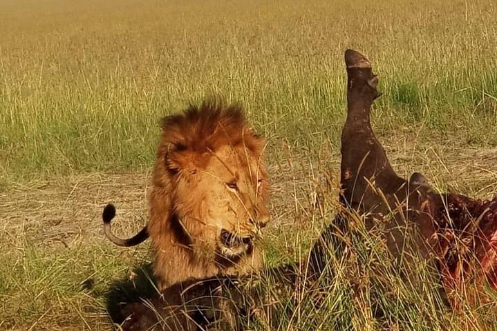 2-Day Maasai Mara Camping Safari — Big Five Game Drives & Rift Valley Views photo 6