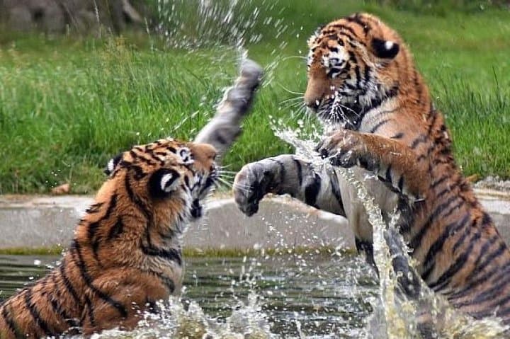 Bardia National Park Tour: Two-Day Wildlife Safari, Canoe Rides & Tharu Culture