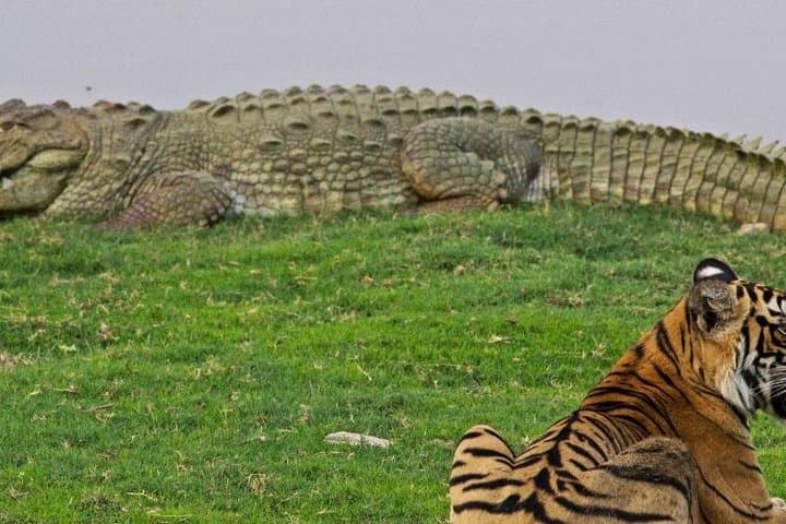 Bardia National Park Tour: Two-Day Wildlife Safari, Canoe Rides & Tharu Culture photo 3