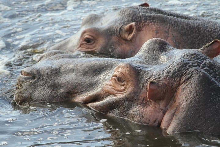 2-Day Tarangire and Ngorongoro Crater Safari: Big Game Drives from Arusha photo 2