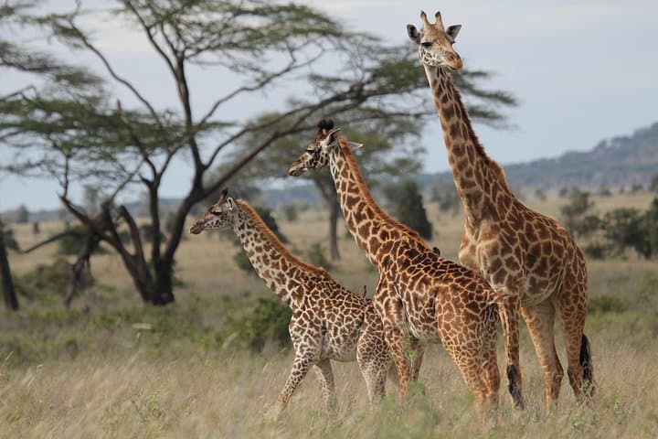 2-Day Tarangire and Ngorongoro Crater Safari: Big Game Drives from Arusha photo 3