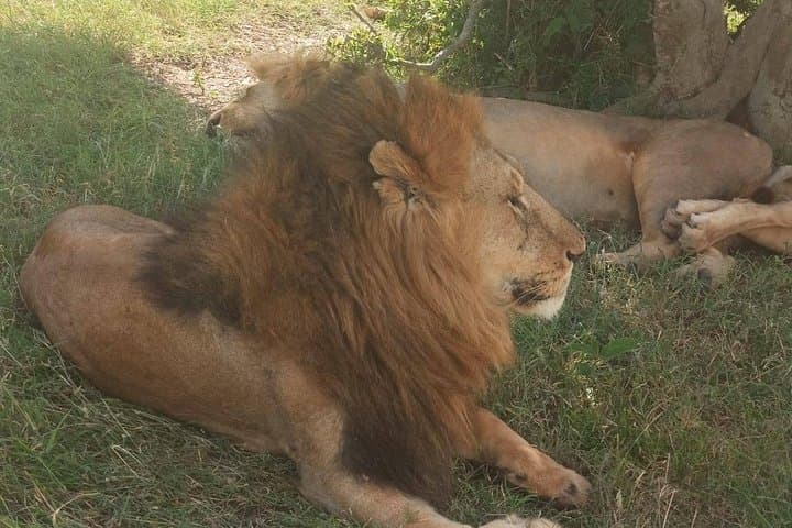 5-Day Camping Safari from Nairobi: Lake Manyara, Serengeti & Ngorongoro Crater photo 3