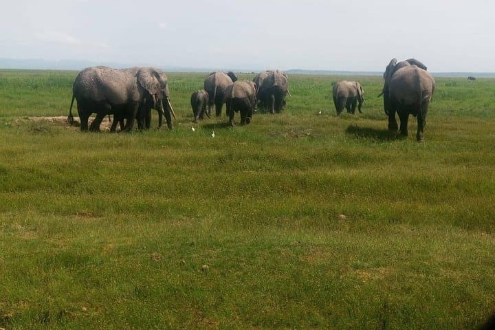 5-Day Camping Safari from Nairobi: Lake Manyara, Serengeti & Ngorongoro Crater photo 4