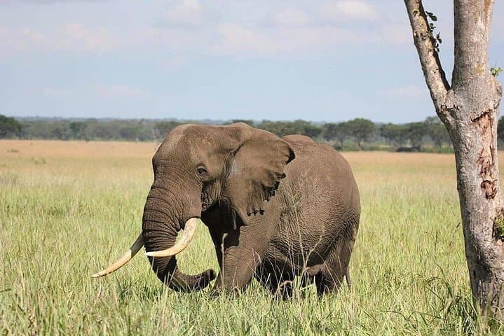 10-Day Uganda Gorilla, Chimpanzee & Wildlife Safari — Bwindi, Kibale & Murchison