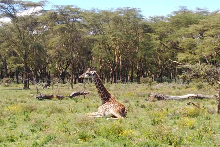 Lake Naivasha and Lake Nakuru Day Excursion: Crescent Island Walk & Flamingo Game Drive photo 2