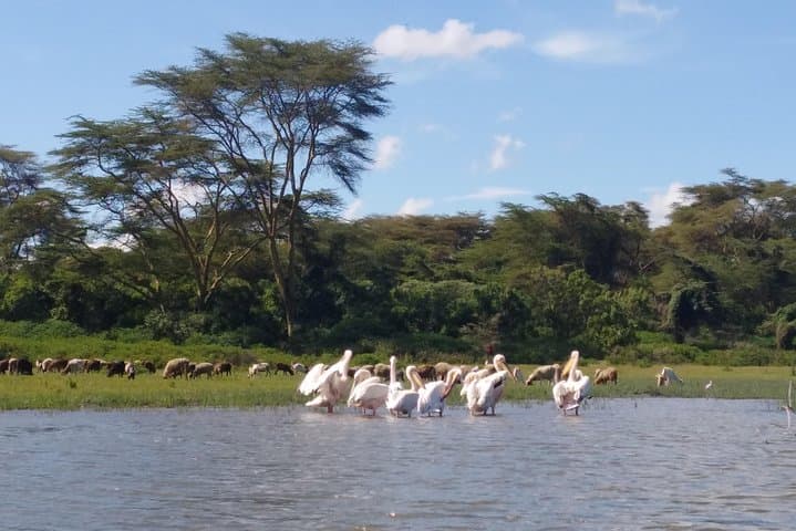 Lake Naivasha and Lake Nakuru Day Excursion: Crescent Island Walk & Flamingo Game Drive