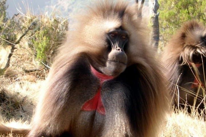 Debre Libanos and Blue Nile Gorge Day Trip from Addis Ababa photo 3