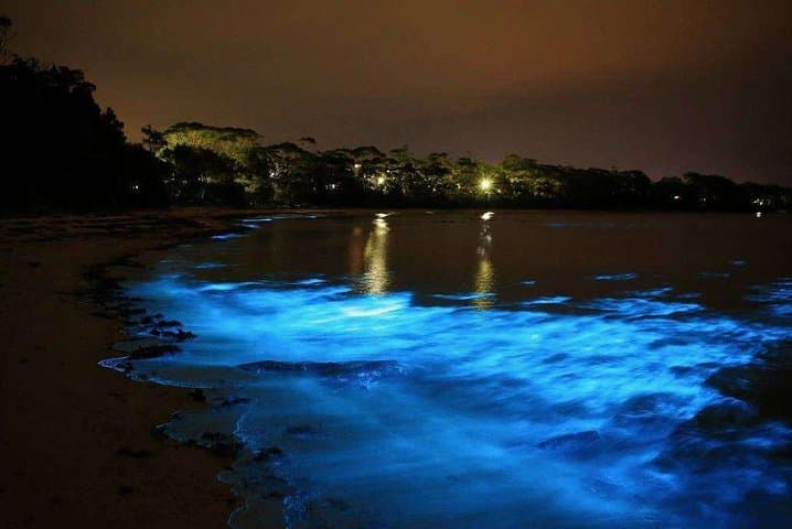 Night Swim at Jamaica's Luminous Lagoon: Small-Group Tour from Negril