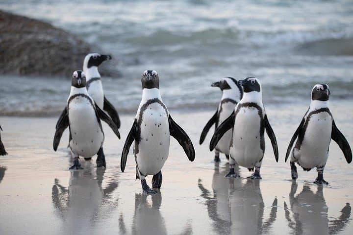 Private Cape Peninsula Tour with Close-Range Penguin Encounter from Cape Town photo 4