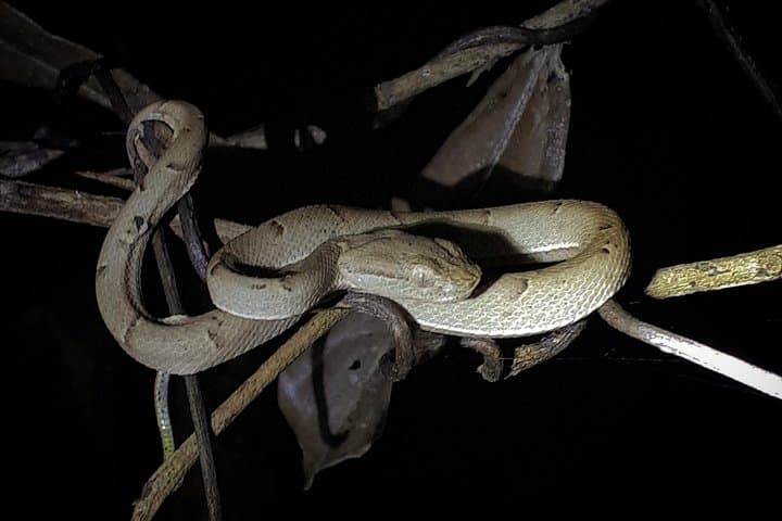 Monteverde Cloud Forest Night Walk: Guided Wildlife Night Tour photo 3