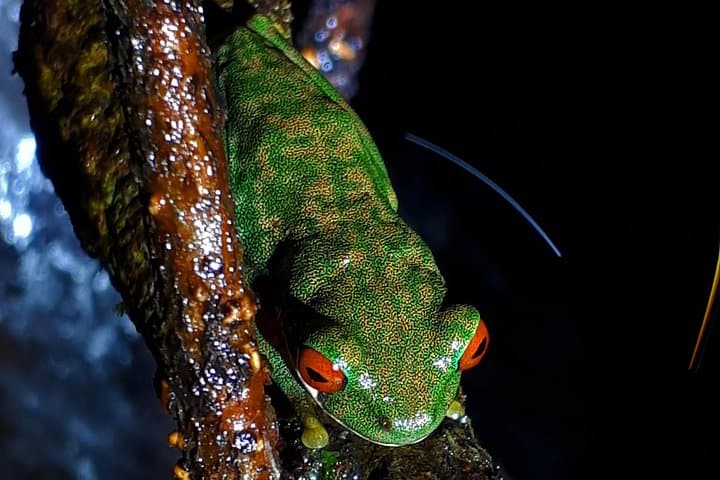 Monteverde Cloud Forest Night Walk: Guided Wildlife Night Tour photo 4