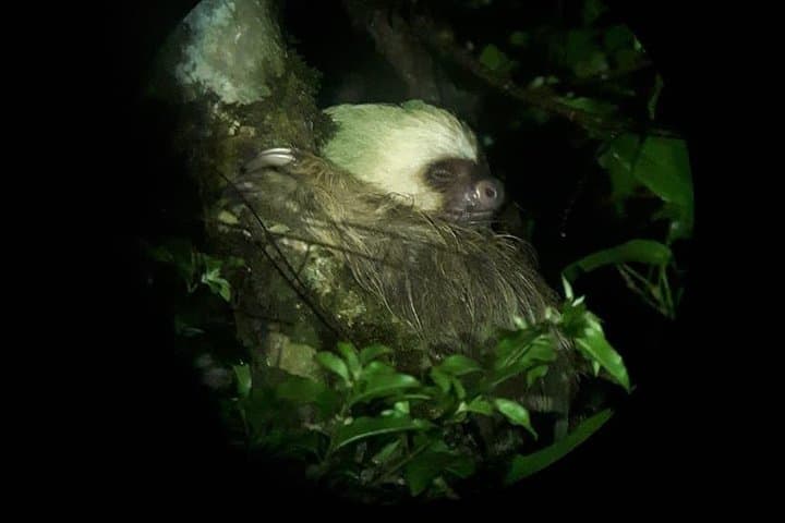 Monteverde Cloud Forest Night Walk: Guided Wildlife Night Tour photo 5