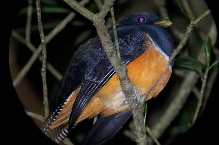 Monteverde Cloud Forest Night Walk: Guided Wildlife Night Tour photo 6
