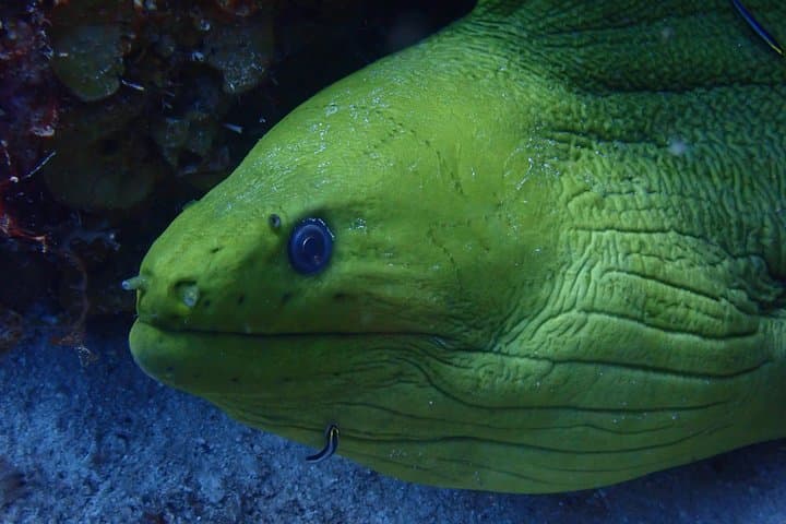Discover Diving in Curaçao: Beginner Open-Water Experience at Caracasbaai photo 3