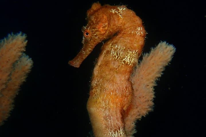 Discover Diving in Curaçao: Beginner Open-Water Experience at Caracasbaai photo 5
