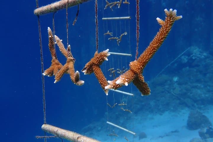 Discover Diving in Curaçao: Beginner Open-Water Experience at Caracasbaai photo 6