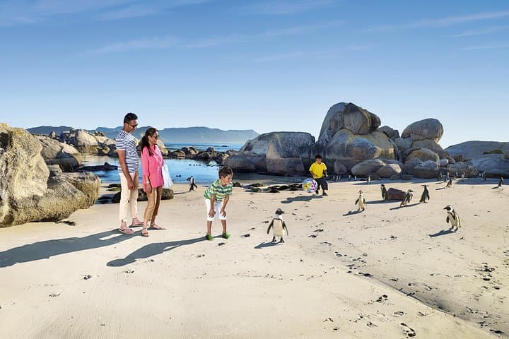 Boulders Beach Penguin Encounter: Half‑Day Cape Town Tour via Chapman's Peak photo 3