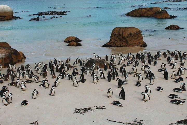 Boulders Beach Penguin Encounter: Half‑Day Cape Town Tour via Chapman's Peak photo 6