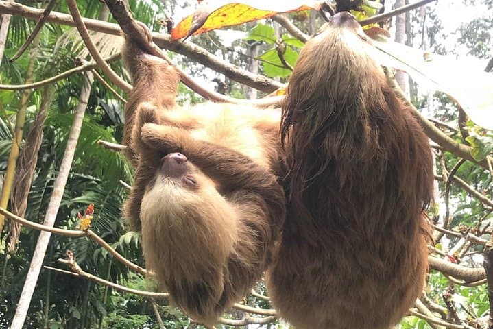 Rio Celeste Hike & Sloth Sanctuary Day Trip from Bijagua photo 6