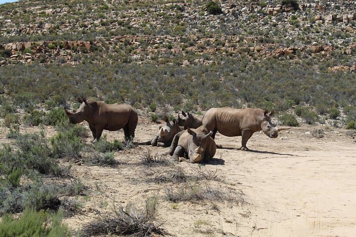 Aquila Big 5 Day Trip from Cape Town — Safari, Tunnels & Wine Country photo 3